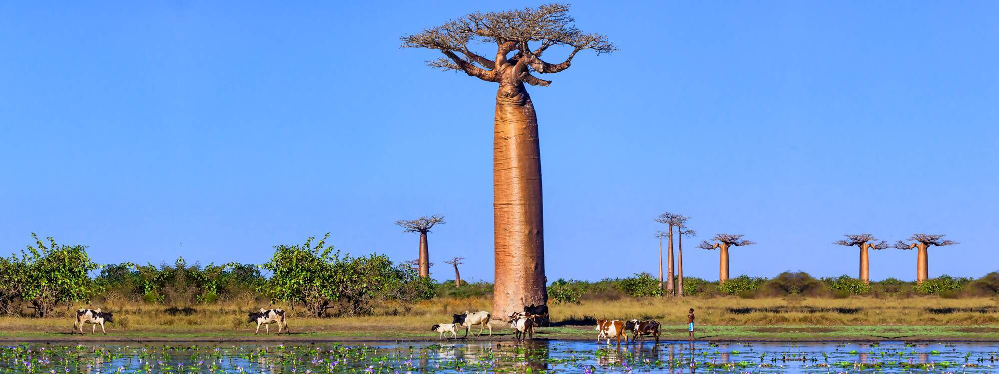 Kuehe beim Weiden in Madagaskar